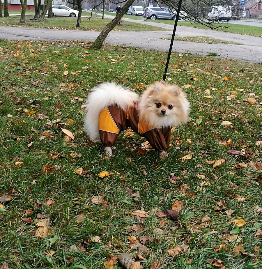 Aramis apģērbs suņiem. Ziemas suņu kombinezons-mētelis ar atstarotājiem, L
